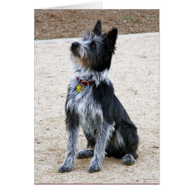 Skrackig Hund OBS Kort (Framsidan)