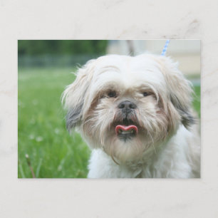 Skrackig hund vykort