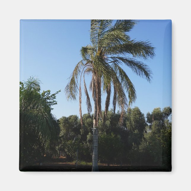 Skräda Handflatan Träd under den fria Himlen Magnet (Framsidan)