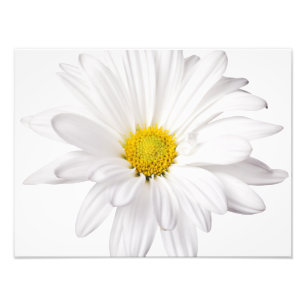 Skräddarsy daisy för vitdaisyblomma bakgrund fototryck