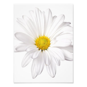 Skräddarsy daisy för vitdaisyblomma bakgrund fototryck