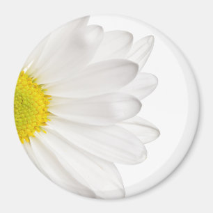 Skräddarsy daisy för vitdaisyblomma bakgrund magnet