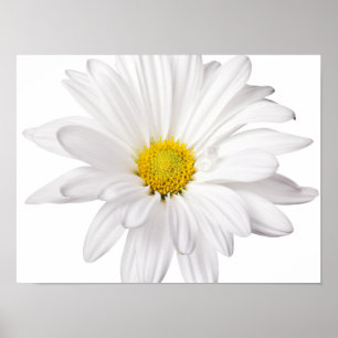 Skräddarsy daisy för vitdaisyblomma bakgrund poster