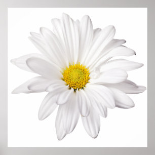 Skräddarsy daisy för vitdaisyblomma bakgrund poster