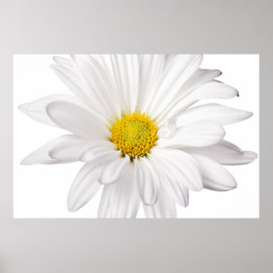 Skräddarsy daisy för vitdaisyblomma bakgrund poster