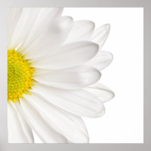 Skräddarsy daisy för vitdaisyblomma bakgrund poster