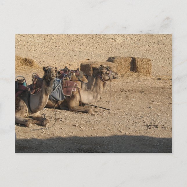 Skräddarsy kamelsitta - vykort (Framsida)