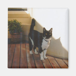 Skräddarsy magisk katt - magnet