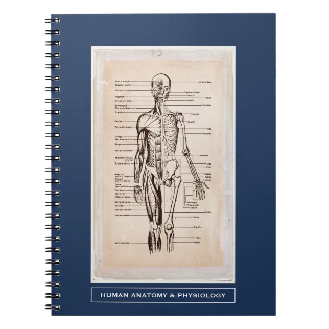 Skräddarsy människaanatomi & Physiology Anteckningsbok (Framsidan)