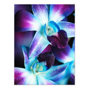 Skräddarsy Orchids för lila- & blåttDendrobium Fototryck