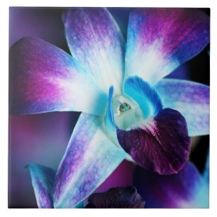 Skräddarsy Orchids för lila- & blåttDendrobium Kakelplatta