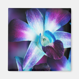 Skräddarsy Orchids för lila- & blåttDendrobium Magnet