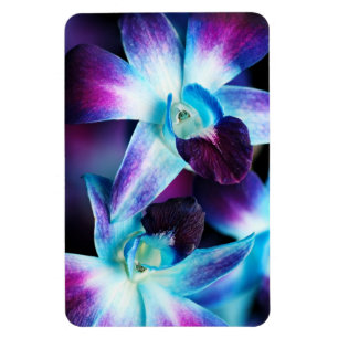 Skräddarsy Orchids för lila- & blåttDendrobium Magnet