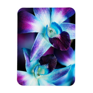 Skräddarsy Orchids för lila- & blåttDendrobium Magnet