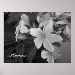 skräddarsy plumeria - poster