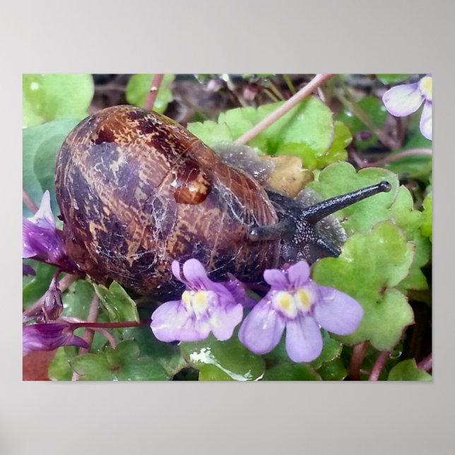 Skrämd Snäcka Poster (Framsidan)