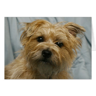 skrämmande skräckkort hälsningskort