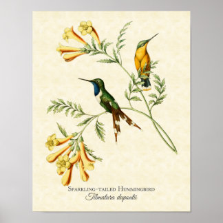 Skrämmande utskrift av hummingbird Art Poster