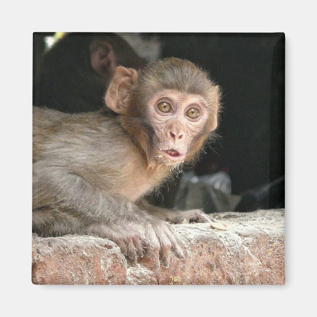 Skrämt apa med stor ögon-magnet magnet (Framsidan)