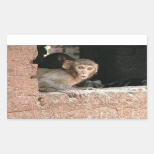 Skrämt apa med stor rektangulär ögon-dekal rektangulärt klistermärke