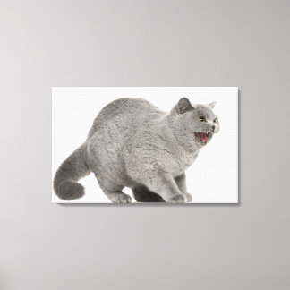Skrämt British Shorthair hissing (8 månader gammal Canvastryck