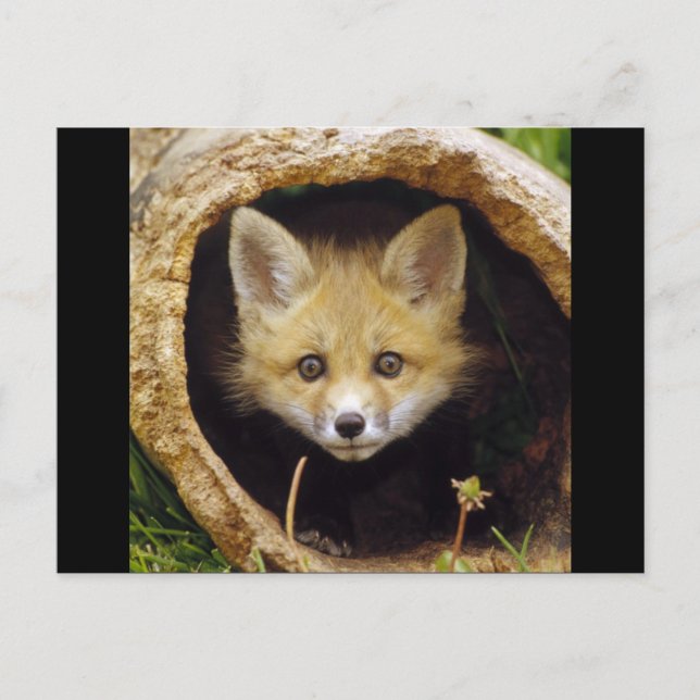 Skrämt Little Fox Vykort (Framsida)