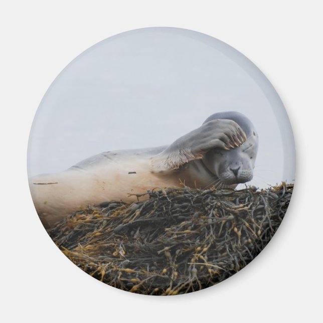 Skrämtningsförseglingsmagnet Magnet (Framsidan)