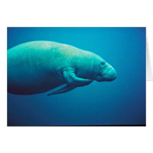 Skrapa för Manatee Hälsningskort