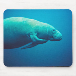 Skrapa för Manatee Musmatta