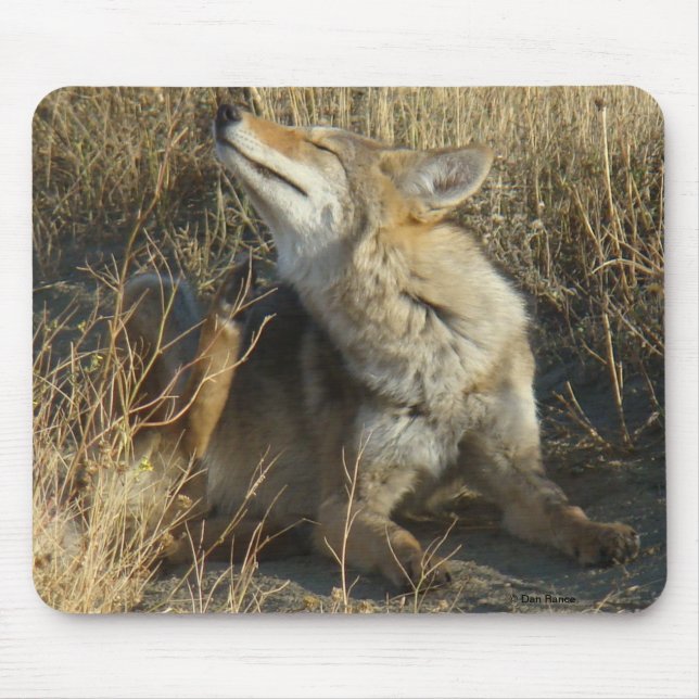 Skrapa för prärievarg R17 Musmatta (Framsidan)