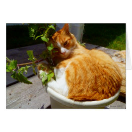 Skrapa i en kruka hälsningskort