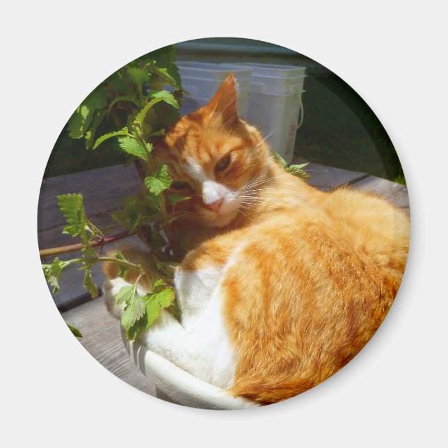 Skrapa i en kruka magnet (Framsidan)