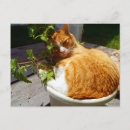 Skrapa i en kruka vykort