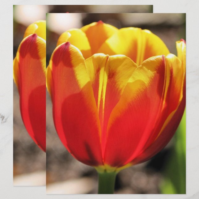 Skrapbok - Papper för Orange av Gult (Fram/baksida)