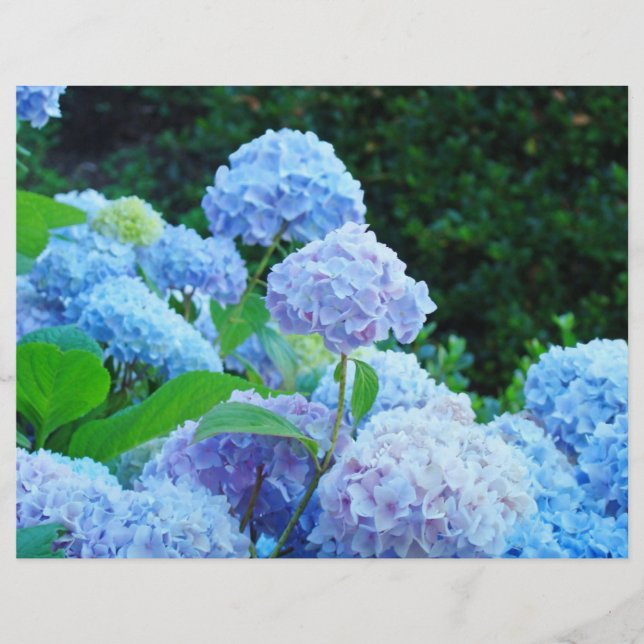 Skrapbokspapper Blå Hortensia Blommor Trädgård (Framsida)