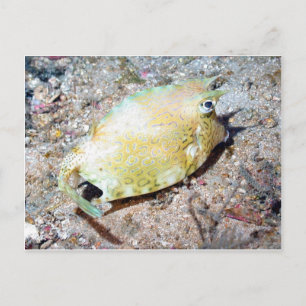 Skräpfisk Vykort