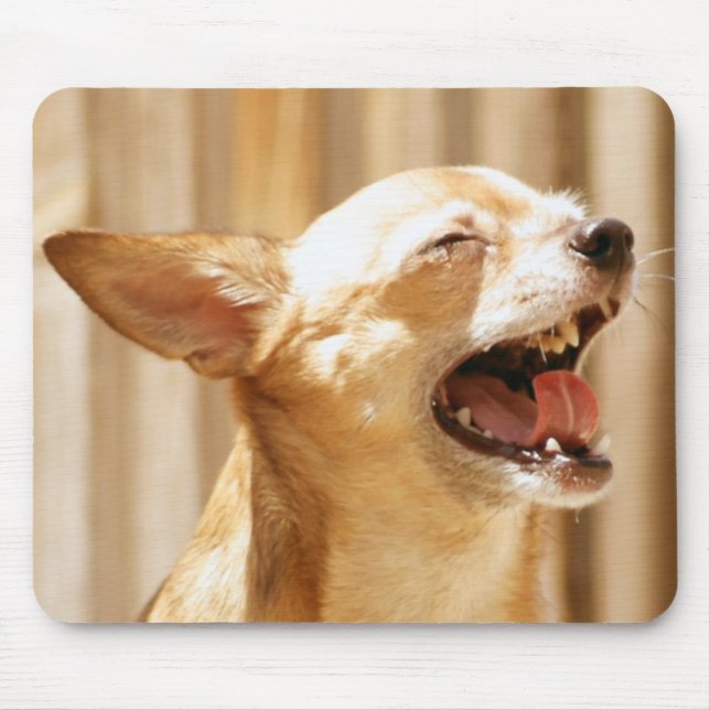 Skratta chihuahuaen musmatta (Framsidan)