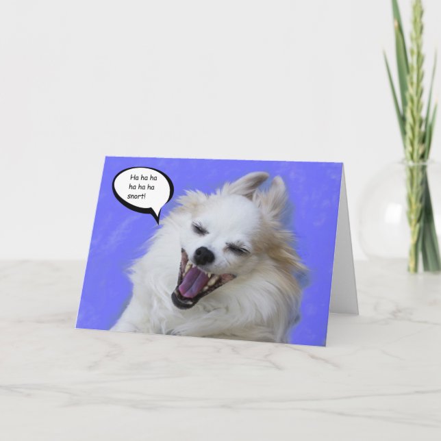 Skratta den långa hårchihuahuaen fokusera by för kort (Framsida)