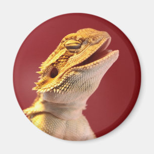 Skratta den skäggiga draken magnet