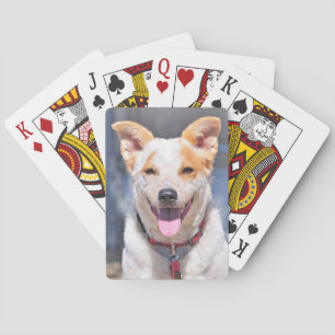 Skratta hunden som leker kort casinokort