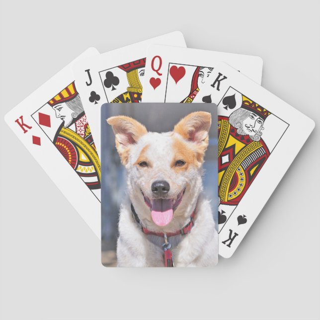 Skratta hunden som leker kort casinokort (Baksidan)