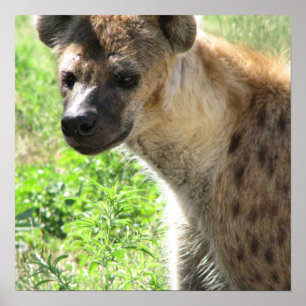 Skratta Hyenaaffischen Poster