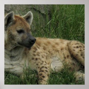 Skratta Hyenasaffischen Poster