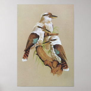 Skratta Kookaburra - Dacelogigas Poster