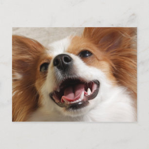 Skrattande Papillon Hund Postkort Vykort