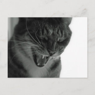 Skrattsam Katt Vykort