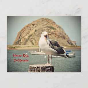 Skrigande mås Morro Bay, Kalifornien Vykort