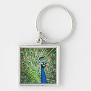 Skrikig påfågel fyrkantig silverfärgad nyckelring