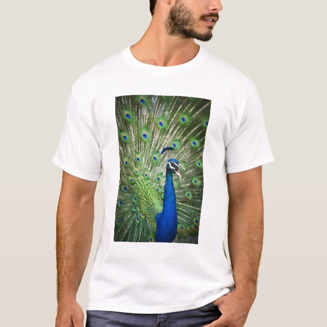 Skrikig påfågel tee (Framsida)