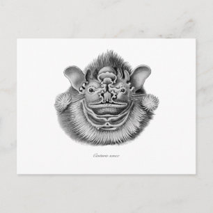 Skrinkle-face Fladdermus Vykort